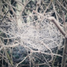 Spider cobweb